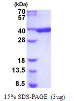 3ug by SDS-PAGE under reducing condition and visualized by coomassie blue stain