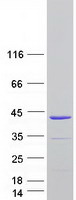 protp45378 tnnt3 human recombinant protein