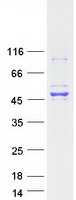 Coomassie blue staining of purified MAPK8 protein