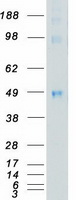 Coomassie blue staining of purified MAPK9 protein