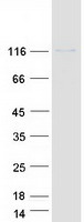 protp46020 phka1 human recombinant protein