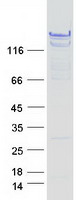 protp46379 bat3 bag6 human recombinant protein