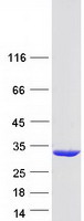 Coomassie blue staining of purified GSTM5 protein