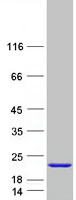 Coomassie blue staining of purified RABIF protein