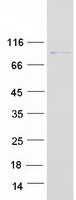 protp47736 rap1gap human recombinant protein
