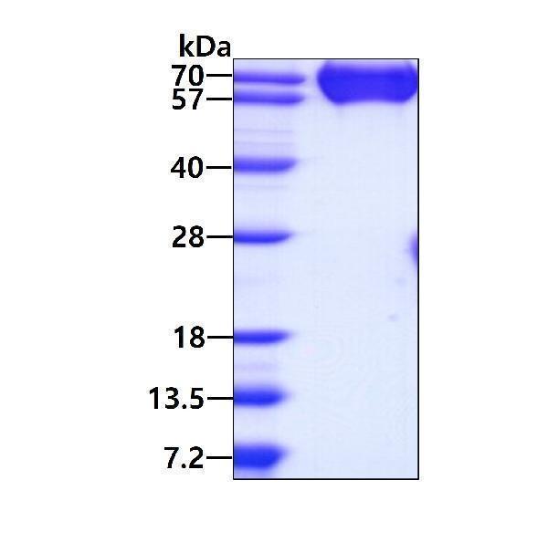 3ug by SDS-PAGE under reducing condition and visualized by coomassie blue stain