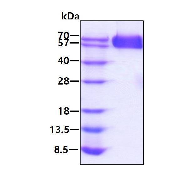 3ug by SDS-PAGE under reducing condition and visualized by coomassie blue stain
