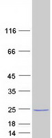 protp47874 omp human recombinant protein