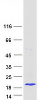 Coomassie blue staining of purified LGALS7B protein