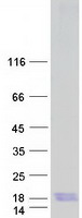 Coomassie blue staining of purified MT4 protein