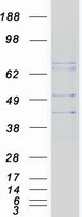 protp48039 melatonin receptor 1a mtnr1a human recombinant protein