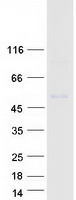 protp48051 girk2 kcnj6 human recombinant protein