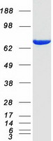 Coomassie blue staining of purified PREP protein