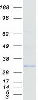 protp48507 gclm human recombinant protein