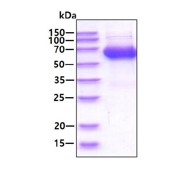 3ug by SDS-PAGE under reducing condition and visualized by coomassie blue stain