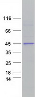 Coomassie blue staining of purified SERPINB10 protein