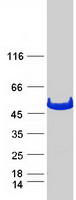 protp48637 gss human recombinant protein