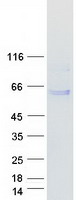 Coomassie blue staining of purified HSPA13 protein