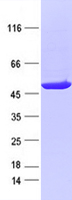 protp48735 idh2 human recombinant protein