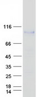 protp48740 masp1 human recombinant protein