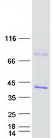 Coomassie blue staining of purified CAMLG protein
