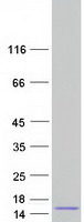 protp49223 spint3 human recombinant protein