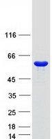 protp49326 fmo5 human recombinant protein