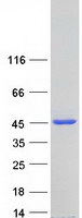 Coomassie blue staining of purified FNTA protein