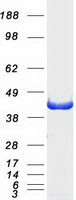 protp49366 dhps human recombinant protein