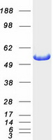 Coomassie blue staining of purified ALDH7A1 protein