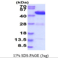 3ug by SDS-PAGE under reducing condition and visualized by coomassie blue stain