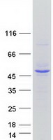 Coomassie blue staining of purified INPP1 protein