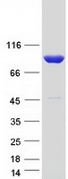 protp49589 cars human recombinant protein