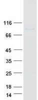 protp49619 dgkg human recombinant protein