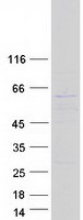 Coomassie blue staining of purified PRIM2 protein