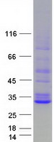 Coomassie blue staining of purified STAR protein