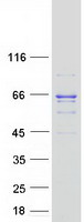 protp49748 acadvl human recombinant protein