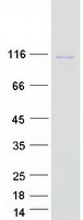 protp49754 vps41 human recombinant protein