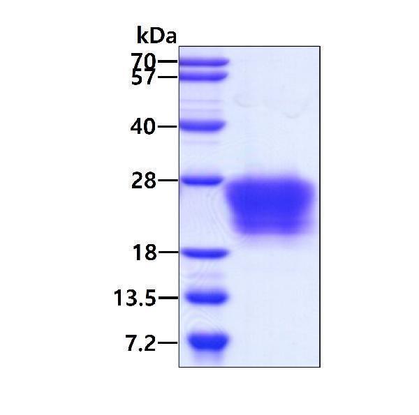 3ug by SDS-PAGE under reducing condition and visualized by coomassie blue stain