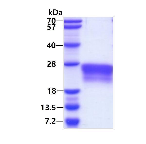 3ug by SDS-PAGE under reducing condition and visualized by coomassie blue stain