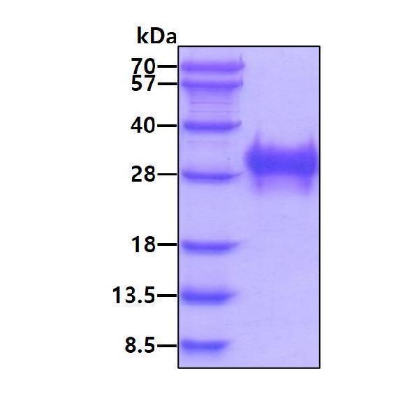 3ug by SDS-PAGE under reducing condition and visualized by coomassie blue stain
