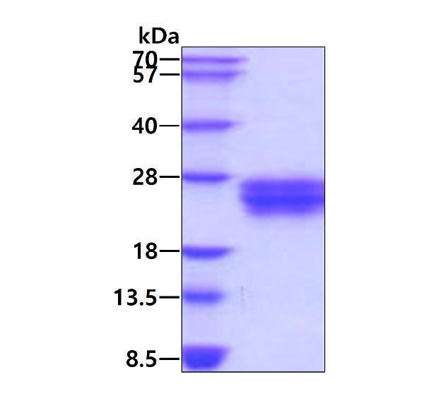 protp49771 9 sds page