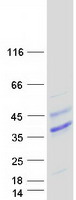 protp49771 flt3 ligand flt3lg human recombinant protein