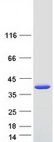 Coomassie blue staining of purified SULT1E1 protein