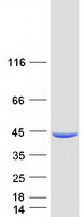 protp49903 sephs1 human recombinant protein