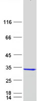 protp49914 mthfs human recombinant protein