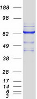 protp49915 gmp synthase gmps human recombinant protein