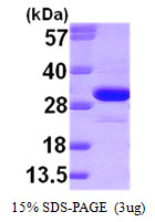 3ug by SDS-PAGE under reducing condition and visualized by coomassie blue stain