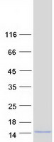 Coomassie blue staining of purified GNG4 protein