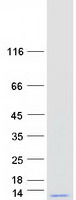 protp50151 gng10 human recombinant protein